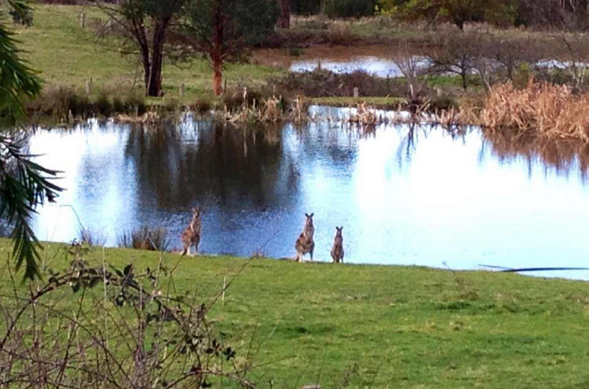 Australian Home Away @ Wonga Park Brushy Creek Exteriör bild